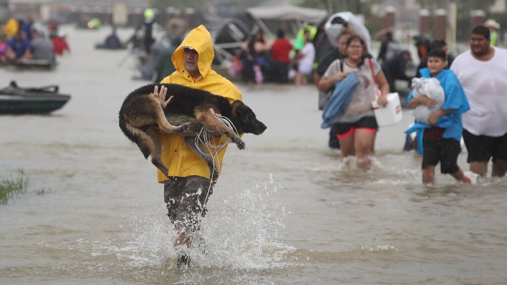 mascotas huracanes inundaciones
