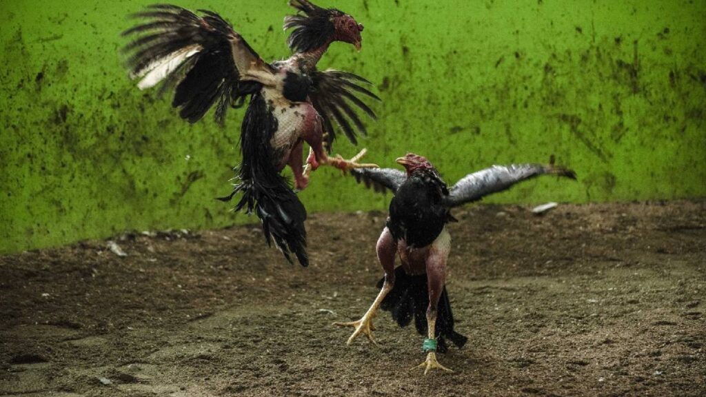 megamarcha-nacional-en-defensa-de-la-charreria-tauromaquia-y-peleas-de-gallo-conoce-la-ruta-en-cdmx-y-la-fecha