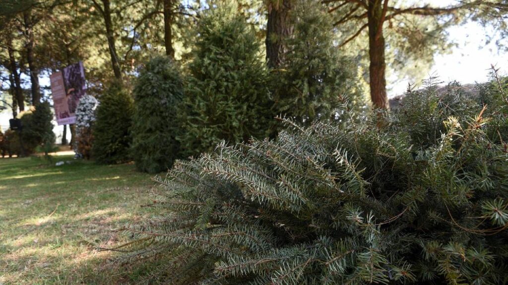 por-que-hay-polemica-por-el-derribo-del-arbol-laureano-en-benito-juarez-sedema-explica