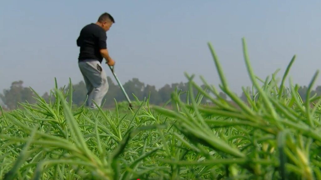 Productores del campo en Sinaloa