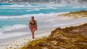 Invade sargazo playas en Yucatán, pero empresa lo aprovecha transformándolo en fertilizante