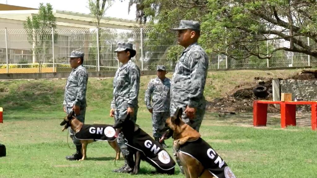binomios-caninos-guardia-nacional-rastreo-rescate