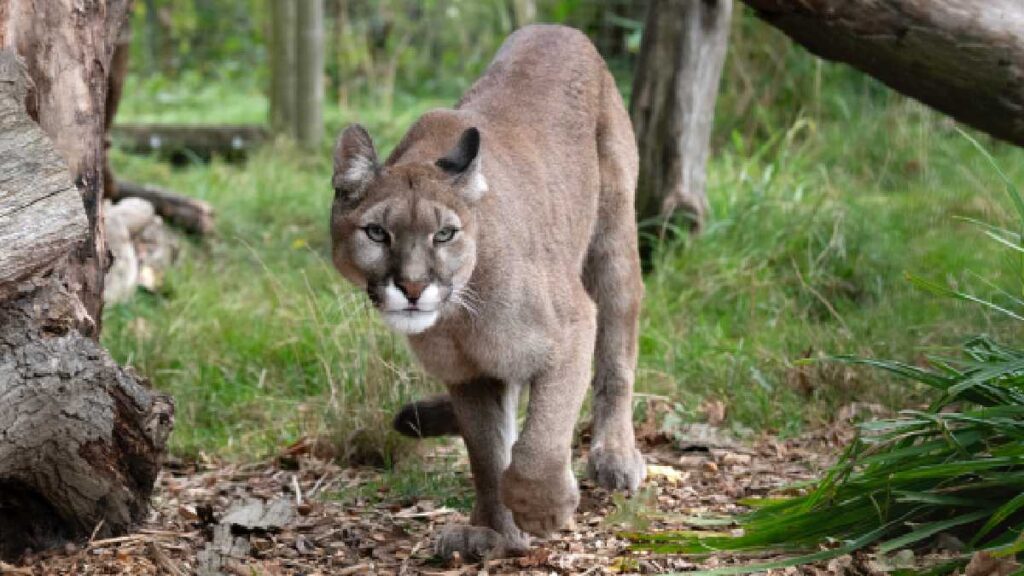 Puma es captado en área habitacional en Monterrey