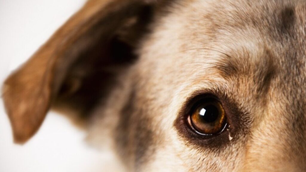 ¿Quién es Sofía Figueroa, exfuncionaria de Guadalajara que admitió haber sacrificado a un perro en ritual de santería y luego lo negó?