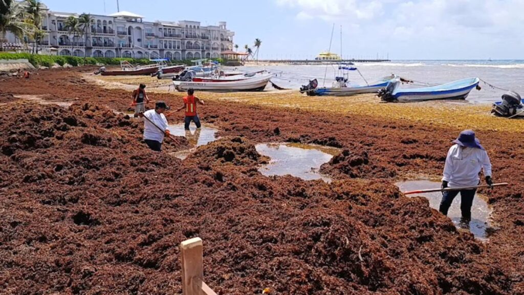 Sargazo arriba a Quintana Roo y complica el turismo.