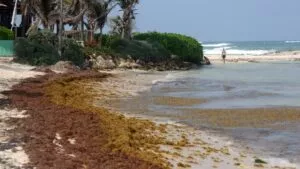 Nuevo recale de sargazo golpea las playas de Tulum; persisten afectaciones