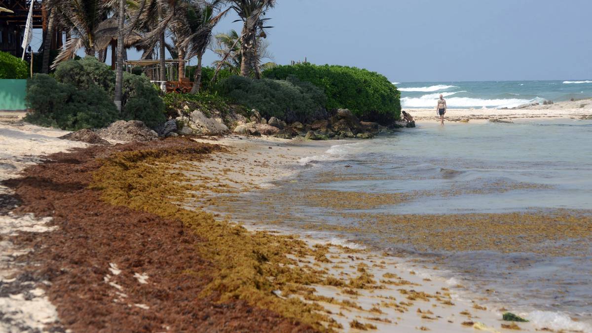 Nuevo recale de sargazo golpea las playas de Tulum; persisten afectaciones