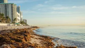Crean el Sargablock y benefician a familias de escasos recursos en Quintana Roo
