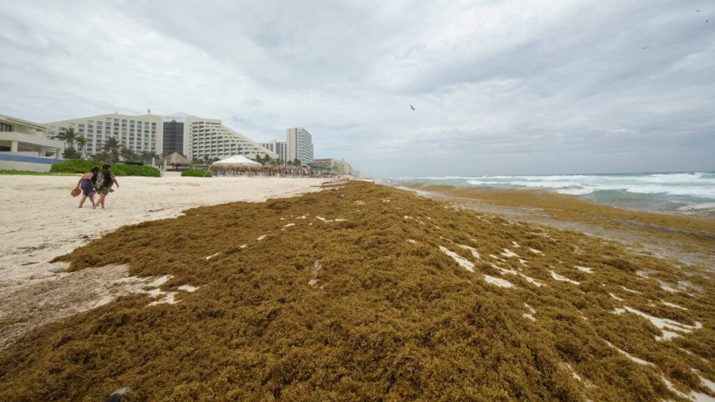 Impresionante: Captan desde el cielo cómo el sargazo invade la Riviera Maya