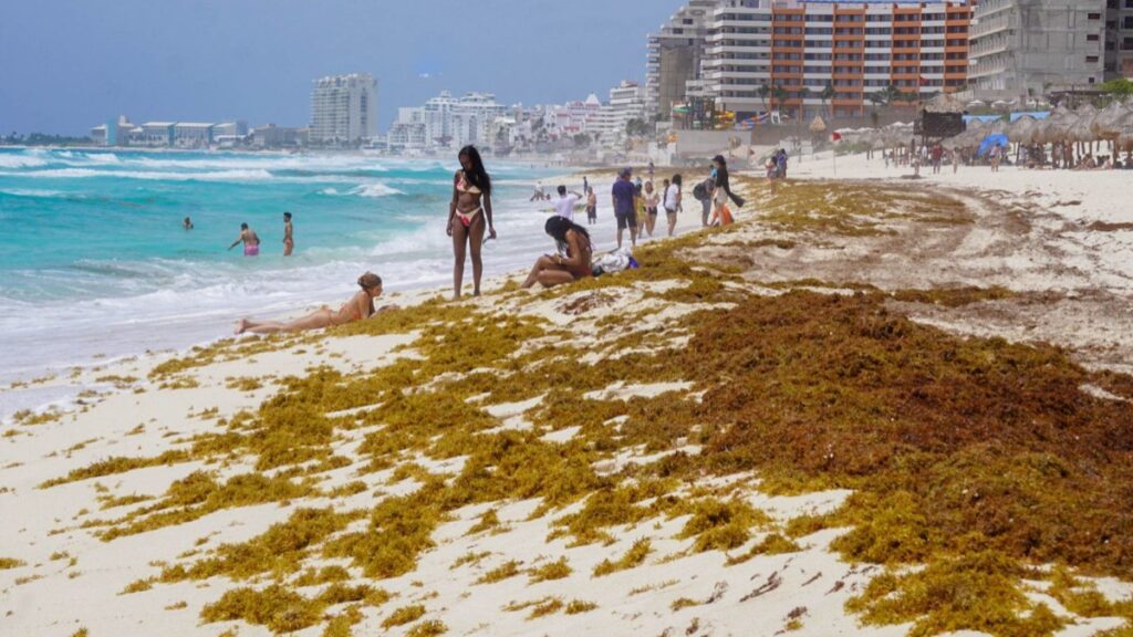 ¿Es peligroso el sargazo para la salud? Esto dice la ciencia