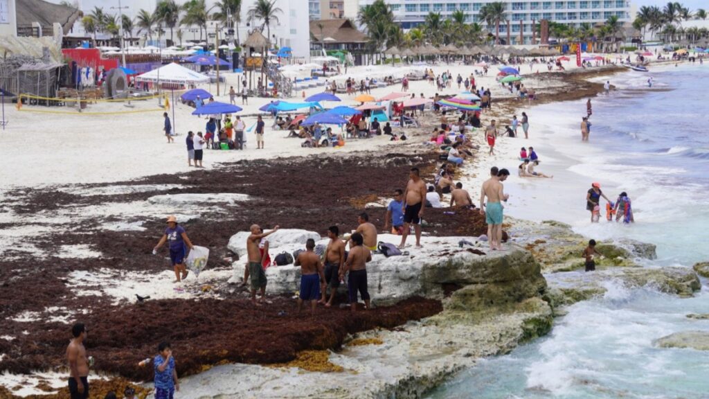 Sargazo en México: UNAM alerta impacto de esta alga al ser humano y al medio ambiente