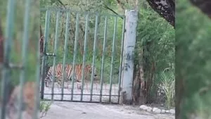 Capturan a tigre que alarmó a Salinas Victoria, Nuevo León