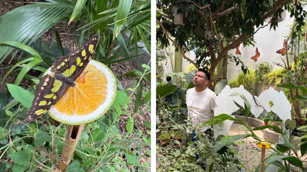 El Zoológico de Chapultepec se renueva. Zooaventuras es un conjunto de experiencias didácticas para disfrutar y aprender en familia.