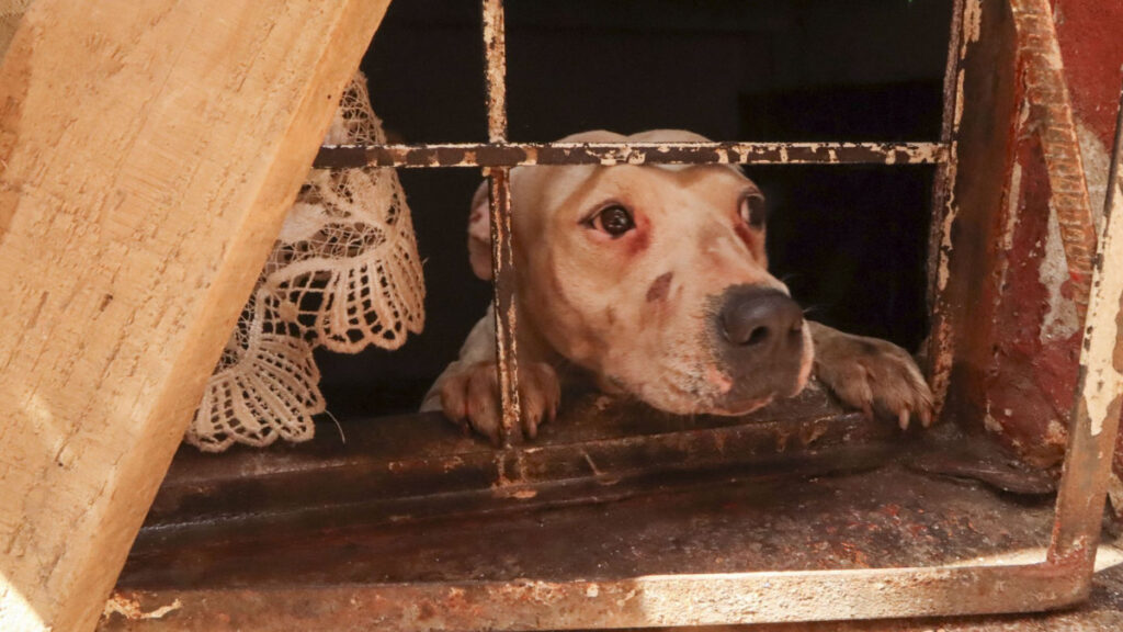 Esta agencia investigará el maltrato animal en CDMX