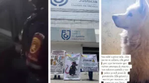 Albergue de animales “Pergatuzoo” denuncia robo y extorsión en CDMX y Edomex: “Nos piden 50 mil pesos por protección”