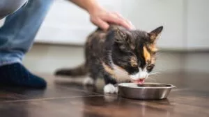 Alimentos de humanos que los gatos pueden comer sin riesgo