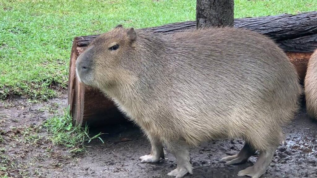 Capibara