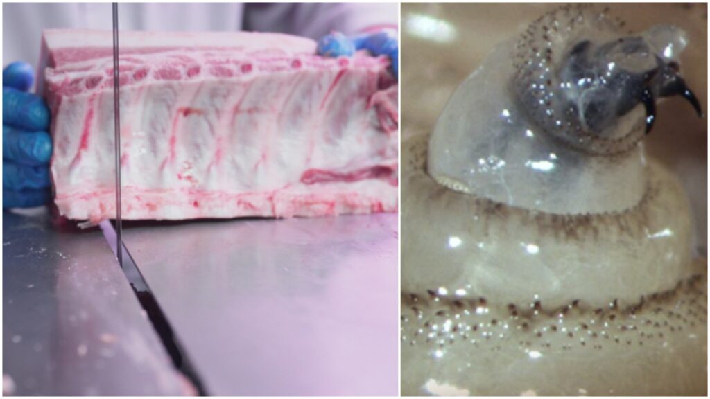 Gusano barrenador carne infectada