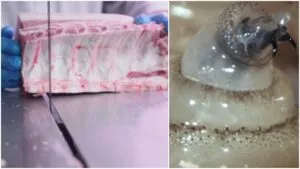 ¿Qué pasa si comes carne de un animal infectado por el gusano barrenador?