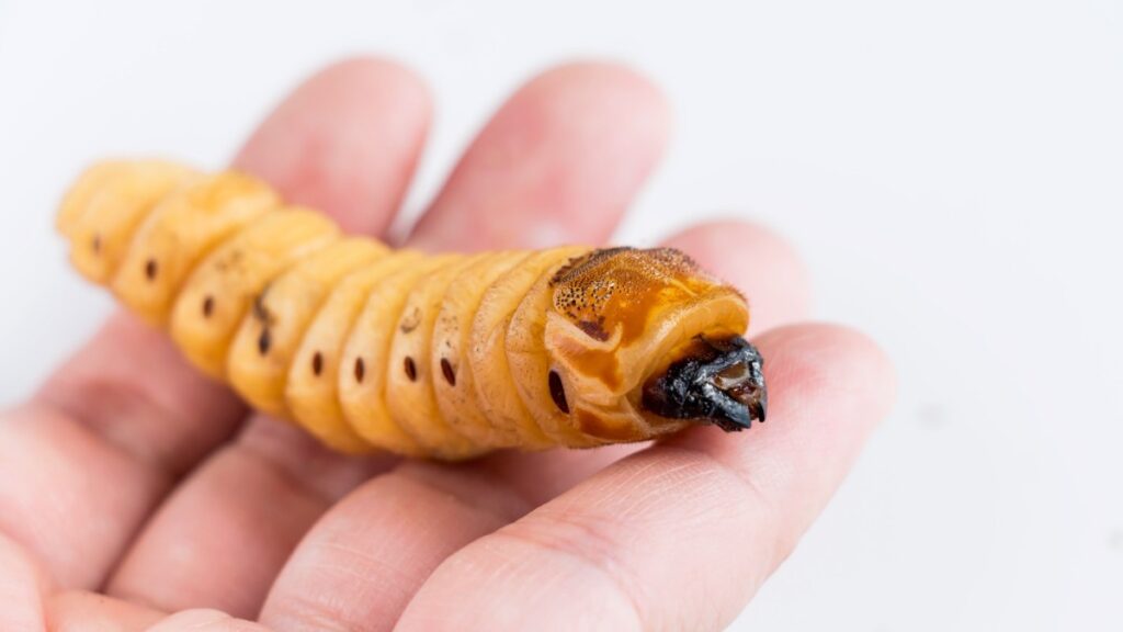 alisco activa centro sanitario contra gusano barrenador del ganado