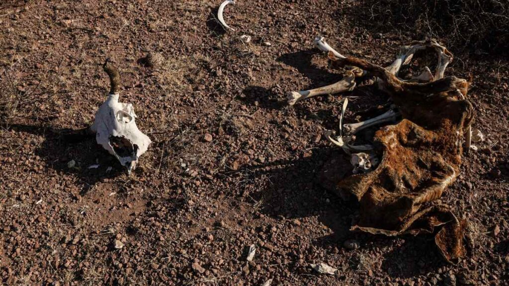 La sequía al norte del país pone en riesgo los cultivos. Cuartoscuro