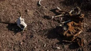 Sequía y calor ponen en riesgo cultivos en el norte del país