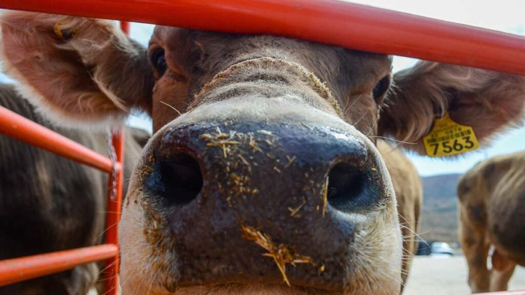 Ciudad Reapertura Frontera Ganado