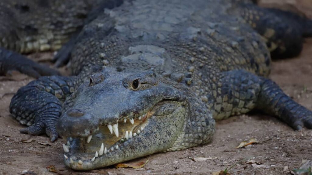 Cocodrilos obligan a cerrar accesos a playas de Bahía de Banderas.