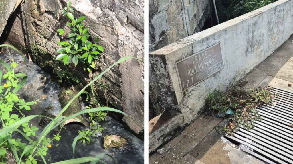 familia de cocodrilos invade alcantarilla en Tabasco