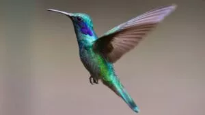 Así puedes adoptar un colibrí en la CDMX y ayudar a su conservación