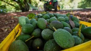Productores de EE.UU. van contra el aguacate mexicano: piden cuotas
