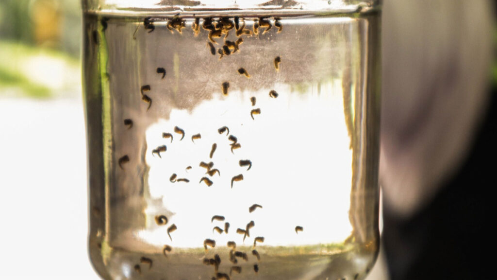 Dengue sigue al alza: se reportan 5,379 casos; Jalisco, el más afectado