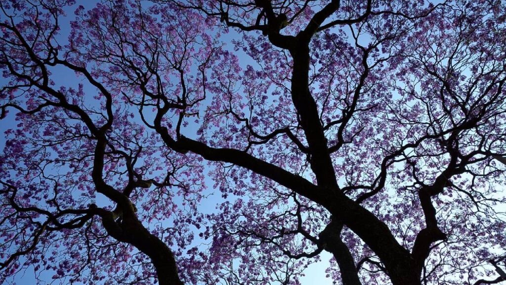 denuncian-desaparicion-de-90-arboles-por-construccion-en-periferico-2273-en-alvaro-obregon