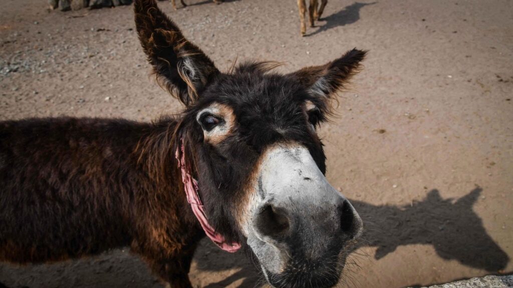 donde-esta-burrito-maltratado-conmueve-a-tampico-se-volvio-viral-y-ya-lo-buscan-para-rescatarlo