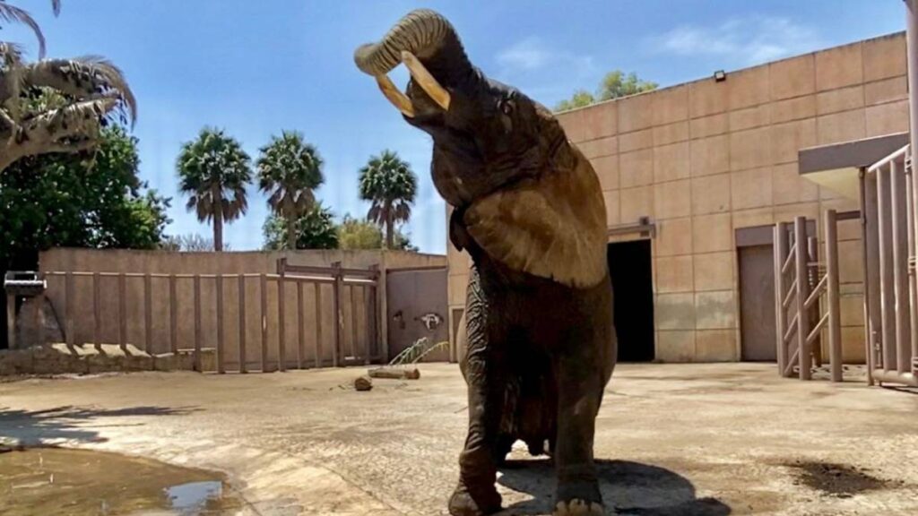 Elefanta Ely no será trasladada; Corte cierra proceso legal.