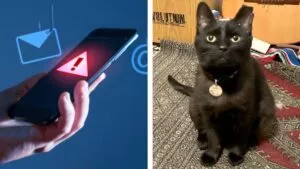 Alertan por nueva estafa: se aprovechan de la pérdida de mascotas para pedir dinero