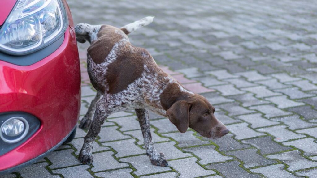 ¿Cómo evitar que los perros orinen la llanta de tu coche? Ve 3 sencillos trucos