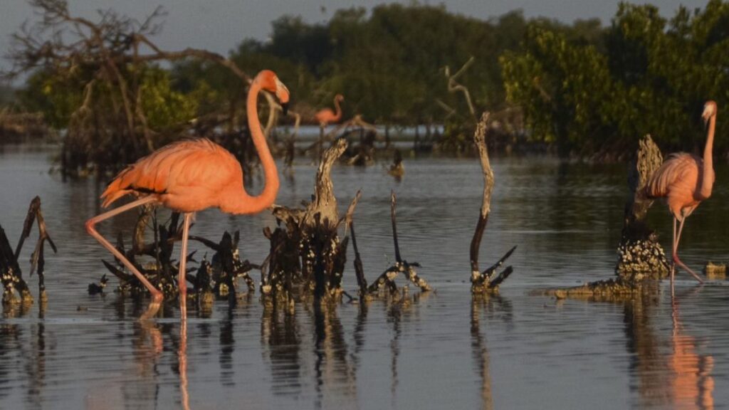 Flamencos rosados en Yucatán