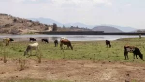 Perdimos estatus libre de gusano barrenador; el problema sí es responsabilidad de México