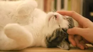 Señales de que tu gato te eligió como su persona favorita