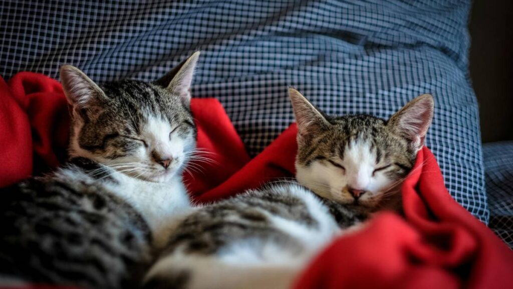 Día Internacional del Gato: cómo cuidarlo para que viva más tiempo