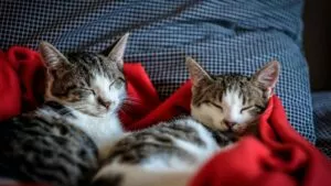 Día Internacional del Gato: cómo cuidarlo para que viva más tiempo