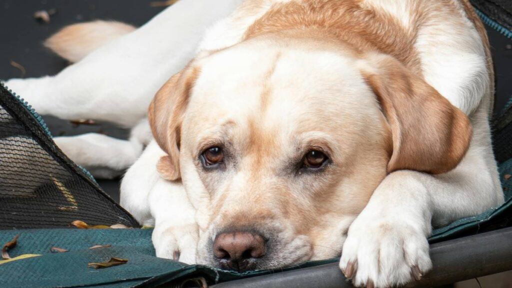 gestos incomodidad perrito