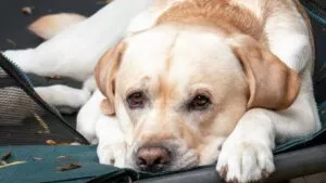 5 gestos que tiene tu perrito cuando se siente incómodo y qué hacer al respecto