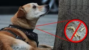 ¿Cómo cuidar a mi mascota del gusano barrenador?, éstas son las señales de alerta
