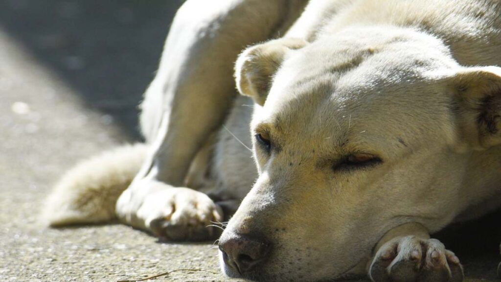 gusano barrenador perro yucatán