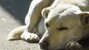 Yucatán confirma segundo caso de gusano barrenador en un perrito