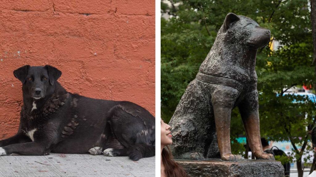 En redes sociales se viralizó la historia del "Hachiko de Culiacán".