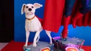 El fenómeno Krypto: búsqueda de adopción de perros se dispara un 513% tras estreno de “Superman”