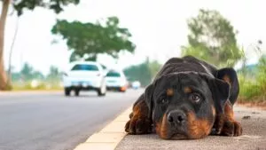 Guía para proteger a tus mascotas si eres detenido o deportado en EE.UU.